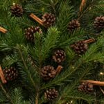 Photo christmas