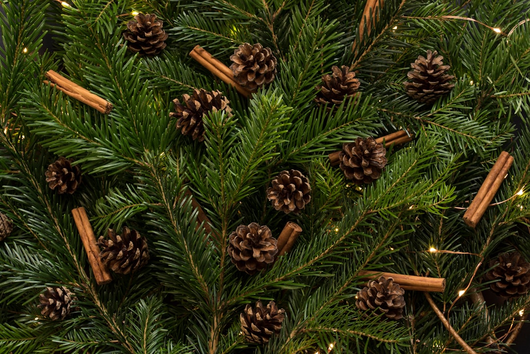 Photo christmas
